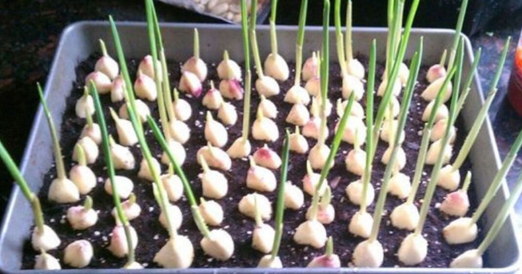 A Proper Guide On How To Grow Garlic Indoors